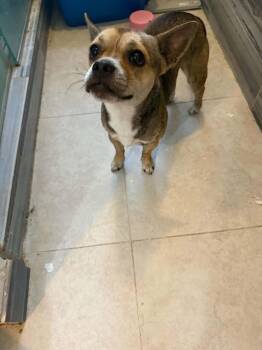 Roly -  Chihuahua and French Bulldog Dog for Adoption in Deltona, Florida - Roly | PetCurious
