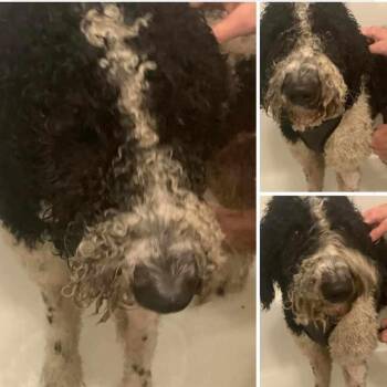 Sprocket -  Poodle Dog for Adoption in Louisville, Illinois - Sprocket | PetCurious