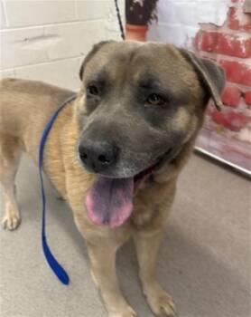 German Shepherd Dog and Chow Chow Dogs Available for Adoption in San Bernardino, California - ALEXANDER | PetCurious