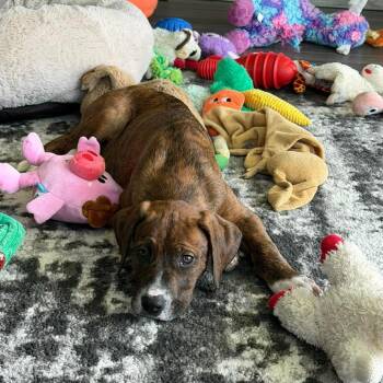 Mixed Breed Dogs Available for Adoption in Savannah, Georgia - Rotisserie | PetCurious