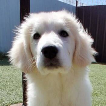 GettaCOMING SOON -  Great Pyrenees Dog for Adoption in Loves Park, Illinois - GettaCOMING SOON | PetCurious