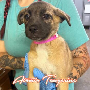 Atomic Tangerine -  Shepherd and Mixed Breed Dog for Adoption in Hillsboro, Ohio - Atomic Tangerine | PetCurious