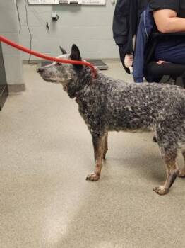 Heeler 1 -  Australian Cattle Dog Blue Heeler and Mixed Breed Dog for Adoption in Fallston, Maryland - Heeler 1 | PetCurious