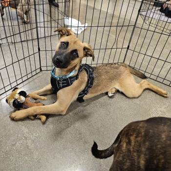 German Shepherd Dog Dogs Available for Adoption in Apple Valley, California - Sarah | PetCurious