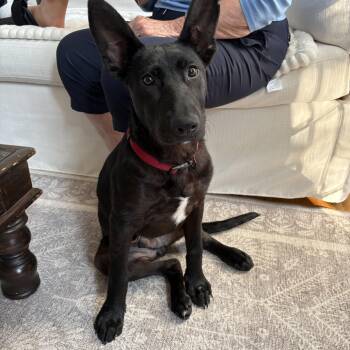 Bruce Wayne - NJ -  Belgian Shepherd Malinois and Shepherd Dog for Adoption in Randolph, New Jersey - Bruce Wayne - NJ | PetCurious