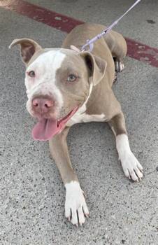 Rescue Mixed Breed Dogs for Adoption in Dallas, Texas - LUNA | PetCurious