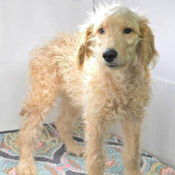 FOSTER NEEDED - Minnie -  Golden Retriever and Poodle Dog for Adoption - FOSTER NEEDED - Minnie | PetCurious
