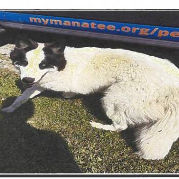 Hayden -  Border Collie and Mixed Breed Dog for Adoption in Tampa, Florida - Hayden | PetCurious