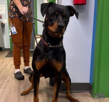 Dakota -  Rottweiler Dog for Adoption in Washington, District Of Columbia - Dakota | PetCurious