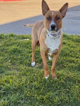 German Shepherd Dog Dogs Available for Adoption - BREAKFAST | PetCurious