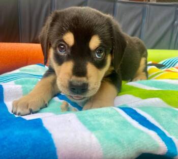 26-049 Nathan -  Mixed Breed Dog for Adoption in Richardson, Texas - 26-049 Nathan | PetCurious