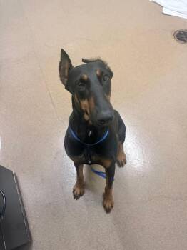 LOBA -  Doberman Pinscher Dog for Adoption in Hayward, California - LOBA | PetCurious