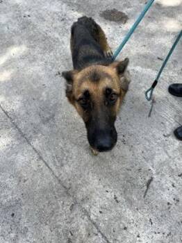 Angelina Jolie -  German Shepherd Dog and Mixed Breed Dog for Adoption in Gainesville, Florida - Angelina Jolie | PetCurious
