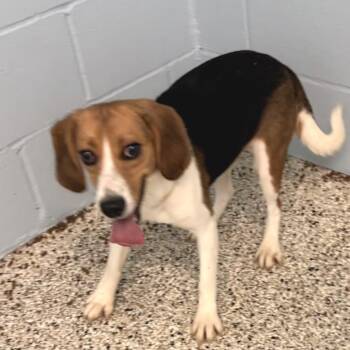 Olive 2857 -  Beagle Dog for Adoption in Loxahatchee Groves, Florida - Olive 2857 | PetCurious
