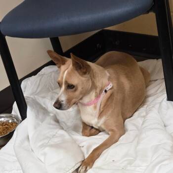 Mixed Breed Dogs Available for Adoption in Bartlett, Tennessee - Moon | PetCurious