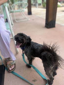 Schnauzer and Shih Tzu Dogs Available for Adoption in San Antonio, Texas - Shirley | PetCurious