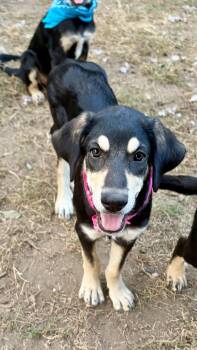 Marley -  Hound Dog for Adoption in Sadler, Texas - Marley | PetCurious
