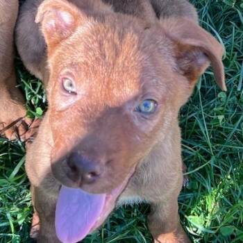 Richie -  Shepherd and Labrador Retriever Dog for Adoption in Dayton, Ohio - Richie | PetCurious