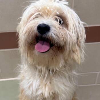 Bentley -  Terrier Dog for Adoption in Winston-salem, North Carolina - Bentley | PetCurious
