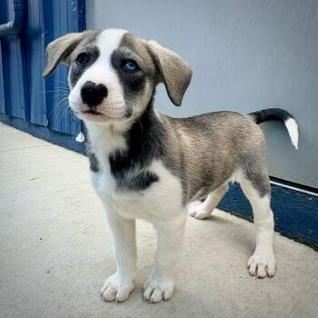 Ivory -  Australian Shepherd Dog for Adoption in Kalamazoo, Michigan - Ivory | PetCurious
