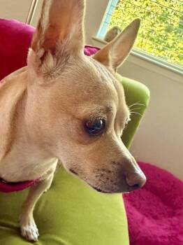 Marnie -  Chihuahua Dog for Adoption in San Francisco, California - Marnie | PetCurious