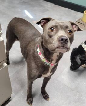 Rescue Staffordshire Bull Terrier Dogs for Adoption in Lisbon, Ohio - Fleur | PetCurious
