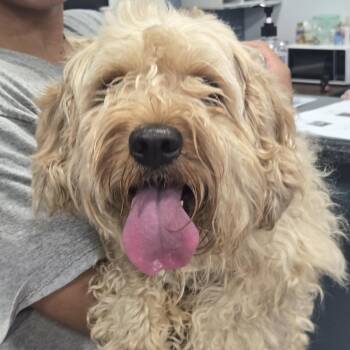 Mailo -  Miniature Poodle Dog for Adoption in Newark, New Jersey - Mailo | PetCurious