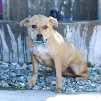Raya -  Labrador Retriever Dog for Adoption in Wake Forest, North Carolina - Raya | PetCurious