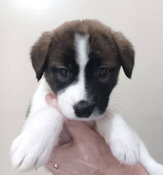 Rescue Husky and Mixed Breed Dogs for Adoption in Morton Grove, Illinois - Cookie | PetCurious