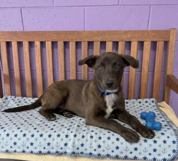**MUSTANG** -  Labrador Retriever and Shepherd Dog for Adoption in North Prairie, Wisconsin - **MUSTANG** | PetCurious