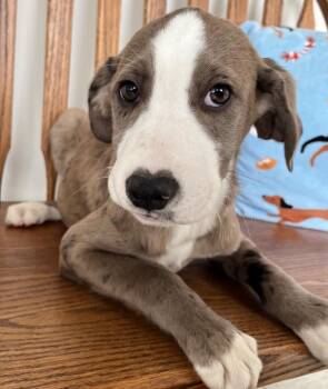 Mixed Breed Dogs Available for Adoption - Simon | PetCurious