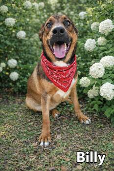 Rottweiler and Shepherd Dogs Available for Adoption - Billy | PetCurious