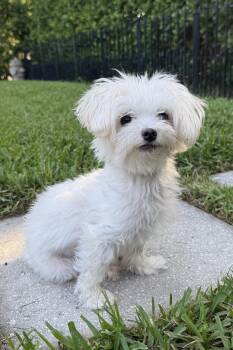 Martha -  Maltese Dog for Adoption in Plant City, Florida - Martha | PetCurious