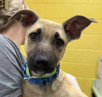 Labrador Retriever Dogs Available for Adoption in Golden, Colorado - Mochi | PetCurious