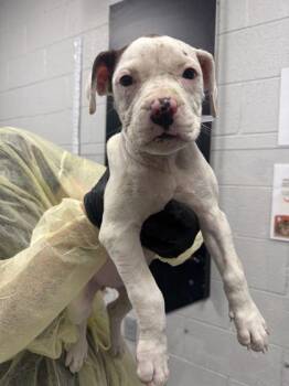 Heartbreaker -  Mixed Breed Dog for Adoption in Sevierville, Tennessee - Heartbreaker | PetCurious