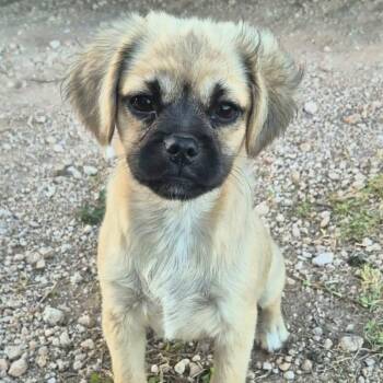 Chispita -  Pug Dog for Adoption in Mcallen, Texas - Chispita | PetCurious