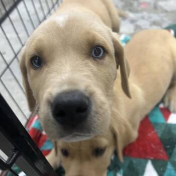 Hound and Labrador Retriever Dogs Available for Adoption in Parrish, Alabama - Bubba | PetCurious
