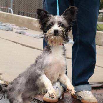 Sally -  Mixed Breed Dog for Adoption in Philadelphia, Pennsylvania - Sally | PetCurious
