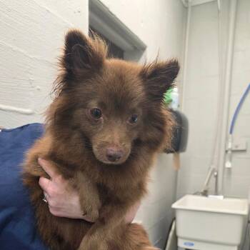 Zalya -  Pomeranian Dog for Adoption in Clanton, Alabama - Zalya | PetCurious