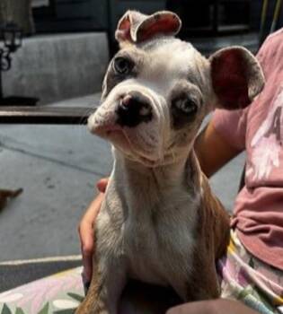 Oliver -  Boston Terrier Dog for Adoption in Elizabeth, Colorado - Oliver | PetCurious