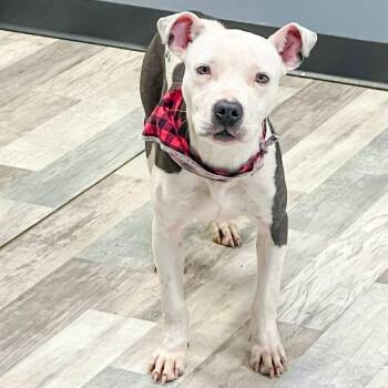 Chop -  American Staffordshire Terrier Dog for Adoption in Lufkin, Texas - Chop | PetCurious