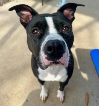 Boxer and Pit Bull Terrier Dogs Available for Adoption - GLITTER | PetCurious