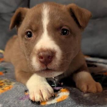 Mixed Breed Dogs Available for Adoption - Lennon | PetCurious