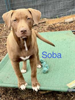 Labrador Retriever and Shepherd Dogs Available for Adoption - Soba (Noodle Pups) | PetCurious