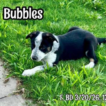 Blaire (Bubbles) -  Cattle Dog and Mixed Breed Dog for Adoption in Alma, Wisconsin - Blaire (Bubbles) | PetCurious