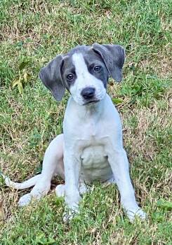 Daisy -  English Pointer and Pit Bull Terrier Dog for Adoption in Glasgow, Kentucky - Daisy | PetCurious