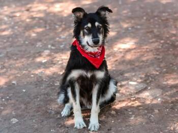 Pepe A059110 -  Border Collie Dog for Adoption in San Andreas, California - Pepe A059110 | PetCurious