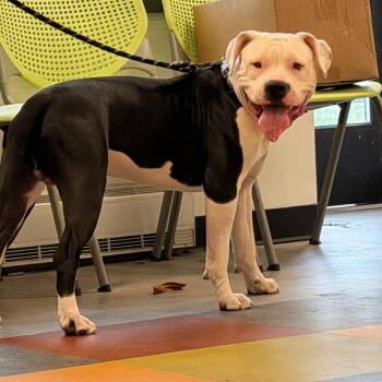 Ghostface -  Mixed Breed Dog for Adoption in Philadelphia, Pennsylvania - Ghostface | PetCurious