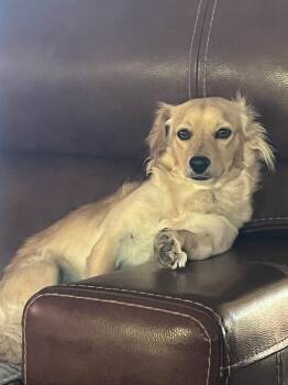 Dachshund and Terrier Dogs Available for Adoption in Albuquerque, New Mexico - Dan | PetCurious