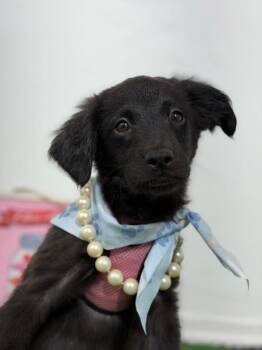Pompom-One of our Amazing Rescue Dogs -  Flat Coated Retriever and Spaniel Dog for Adoption in Carlsbad, California - Pompom-One Of Our Amazing Rescue Dogs | PetCurious